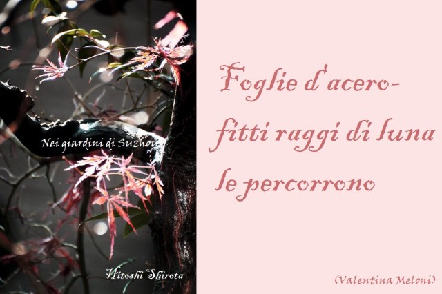 fotografia di Hitoshi Shirota