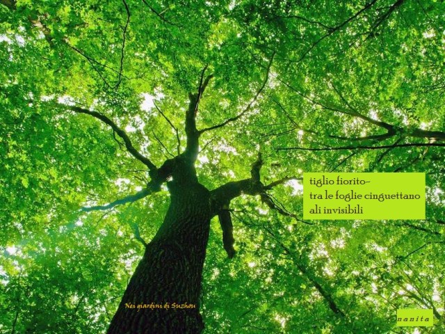 Tiglio_in_primavera_1c7542_c - Copia