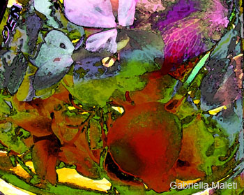 petali bacche con filtri